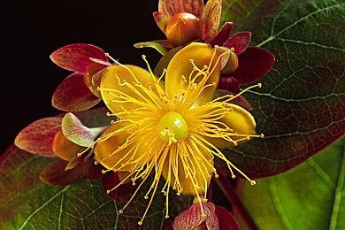 育碧成都团队参与开发《马力欧+疯狂兔子星耀之愿》